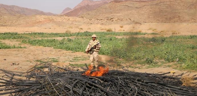 حرق نباتات مخدرة